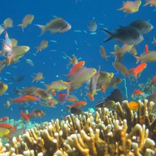 Menjangan Island Snorkeling Day Tour