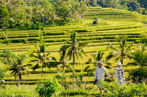 Jalan Santai di Tengah Hamparan Sawah. — paket tur desa di Indonesia