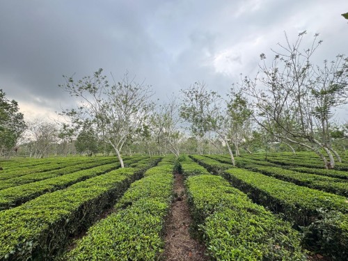 Wisata Edukasi Agrowisata Teh Mayungan. — paket tur desa di Indonesia