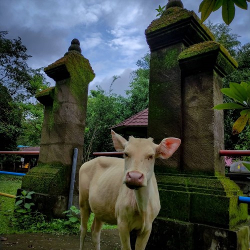 Taro Village — destinasi desa wisata di Indonesia