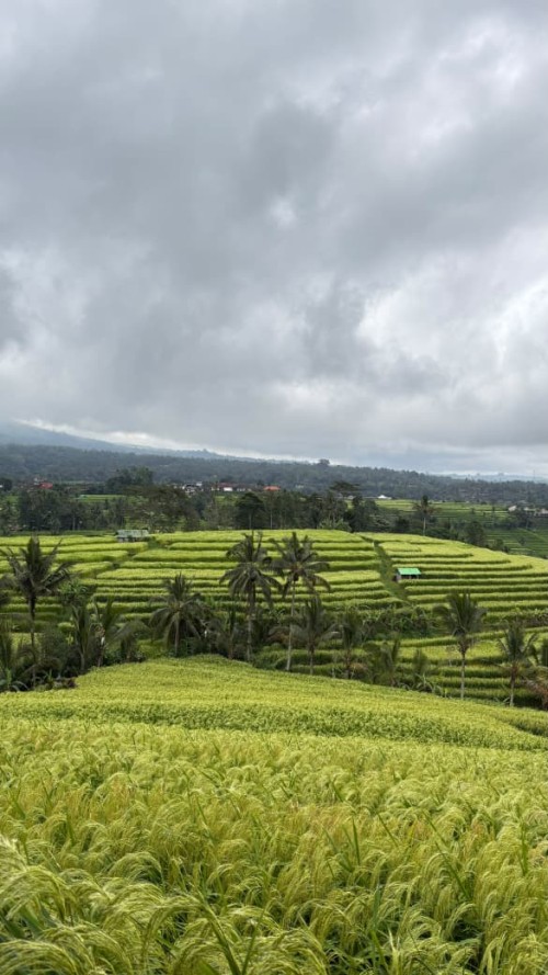 Desa Wisata Jatiluwih — destinasi desa wisata di Indonesia